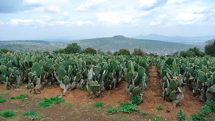 El nopal un recurso mexicano de gran presencia para la alimentación y supervivencia del futuro.